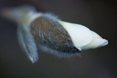 Magnolia stellata - šácholan hvězdovitý - pupen květ